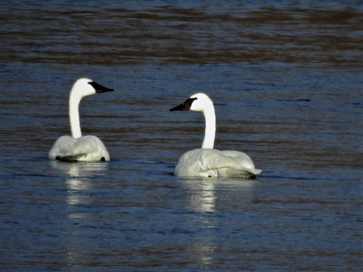 Trumpeter Swan - ML404956241