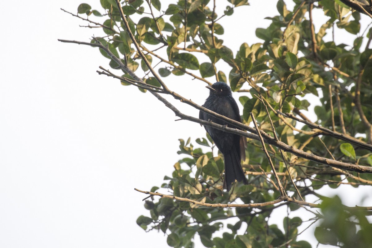 Drongo bronzé - ML404956771