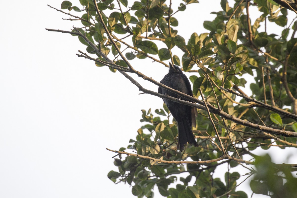 Drongo bronzé - ML404956781