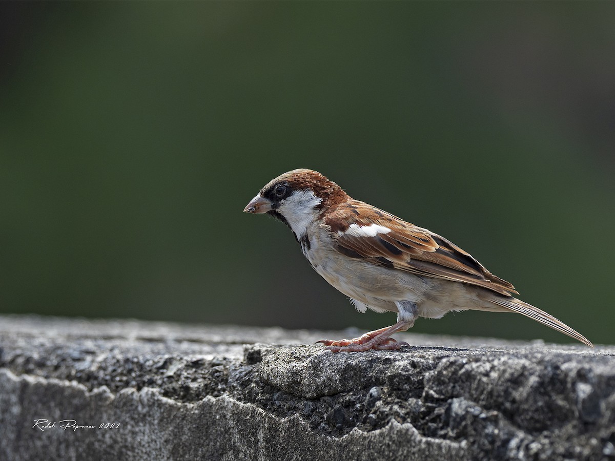 vrabec domácí - ML404957701