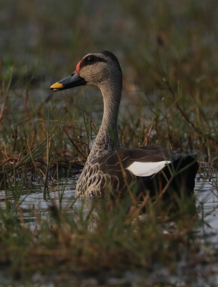 Indian Spot-billed Duck - ML404960021