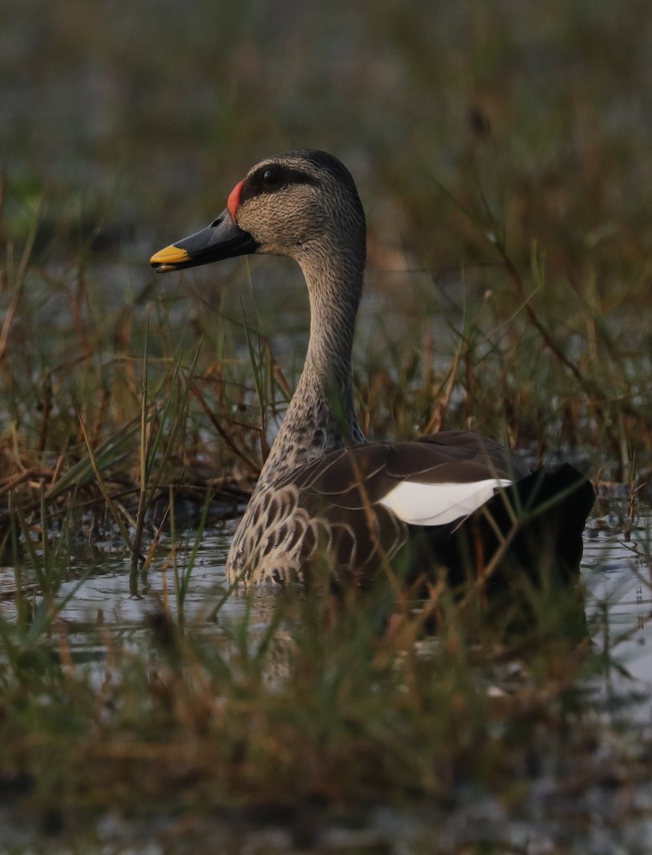 Canard à bec tacheté - ML404960021