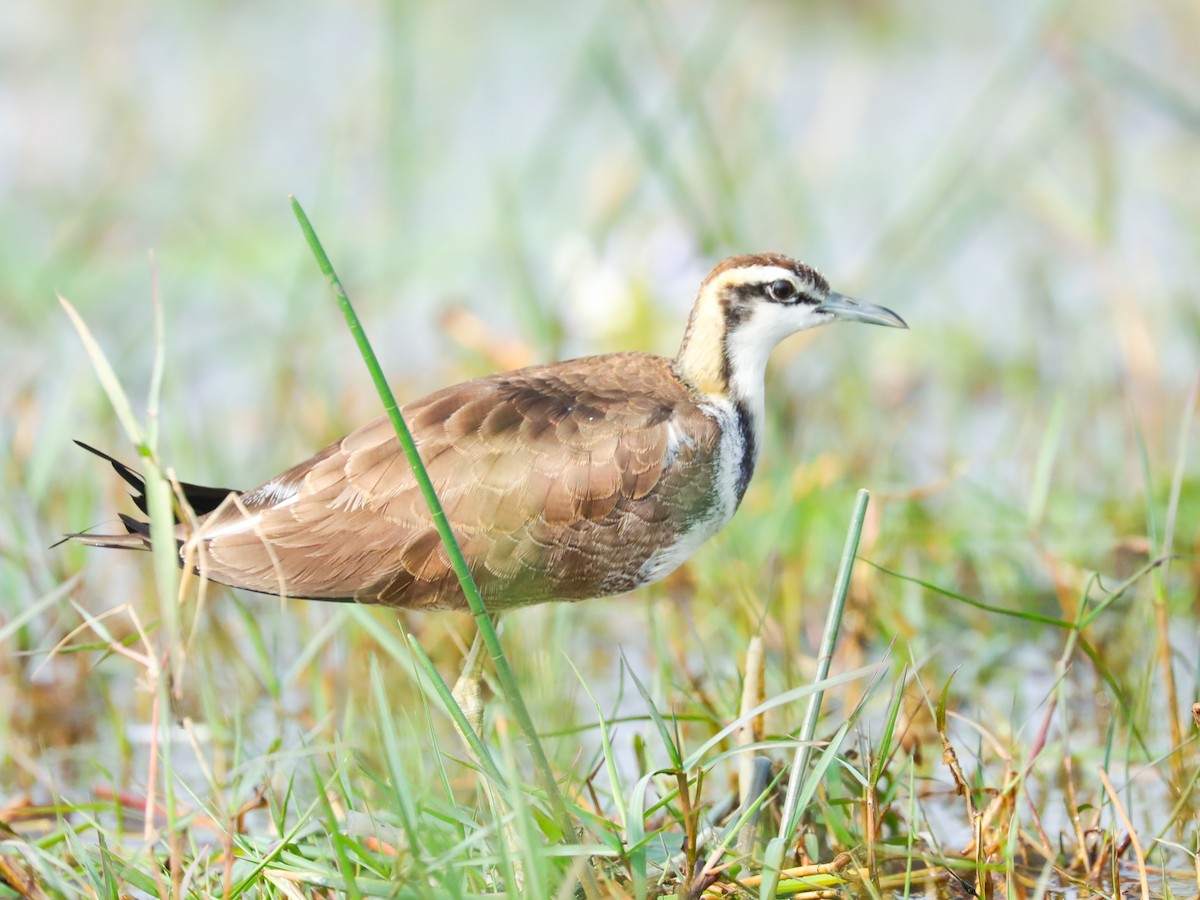 Pheasant-tailed Jacana - ML404960061