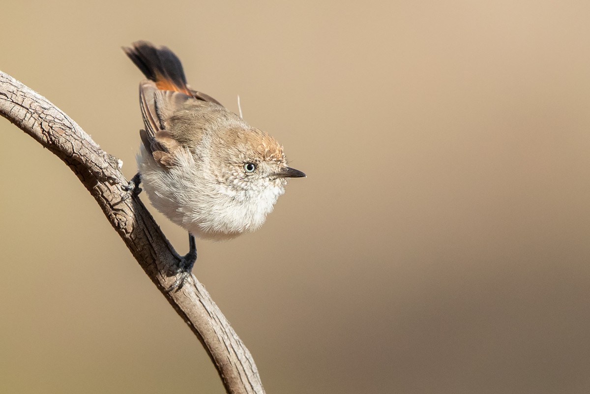 Chestnut-rumped Thornbill - Chris Murray