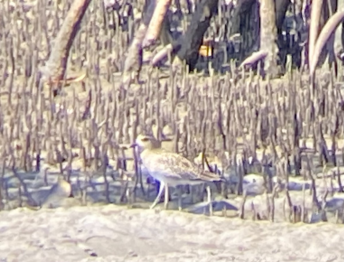 Pacific Golden-Plover - ML404961771