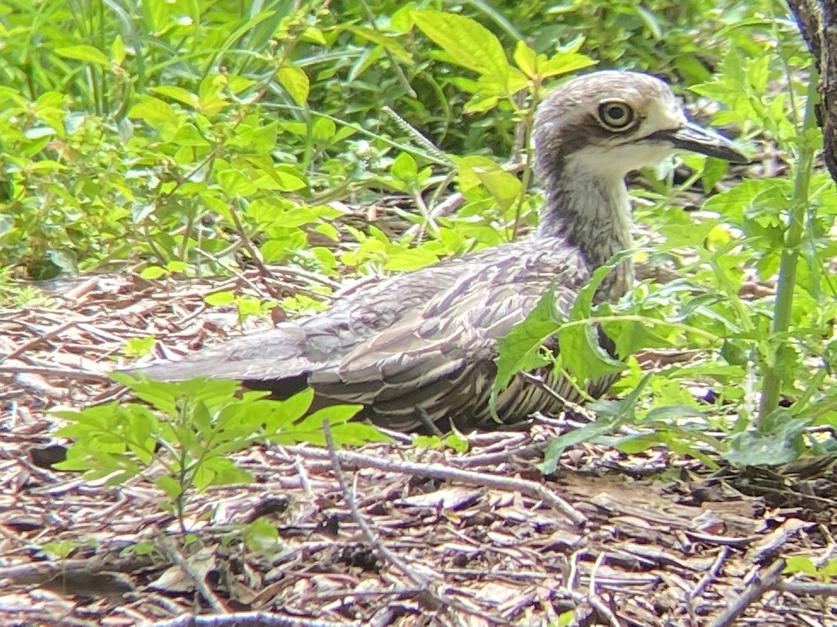 Bush Thick-knee - ML404961791