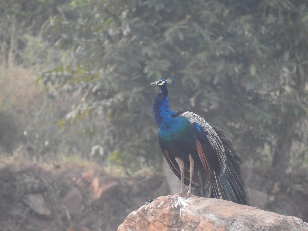 Indian Peafowl - ML404961801