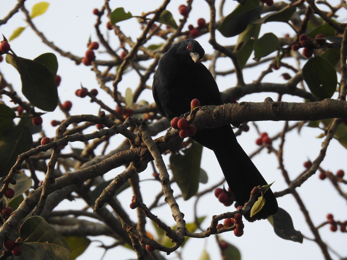 Asian Koel - ML404961861