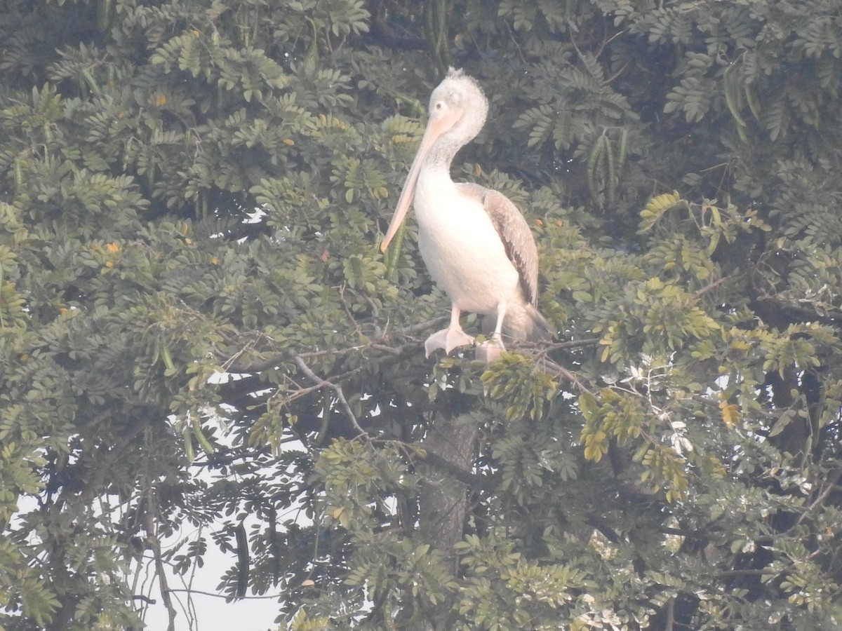 Spot-billed Pelican - ML404961981