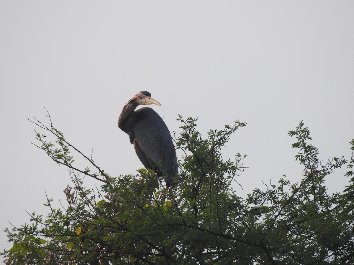 Purple Heron - ML404962031