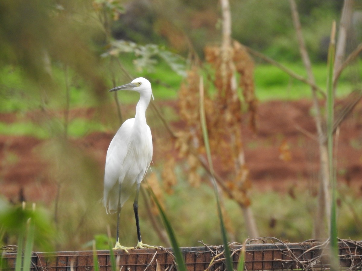 Little Egret - ML404962071