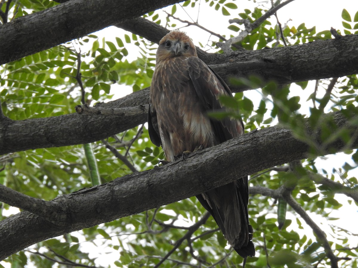 Brahminy Kite - ML404962091