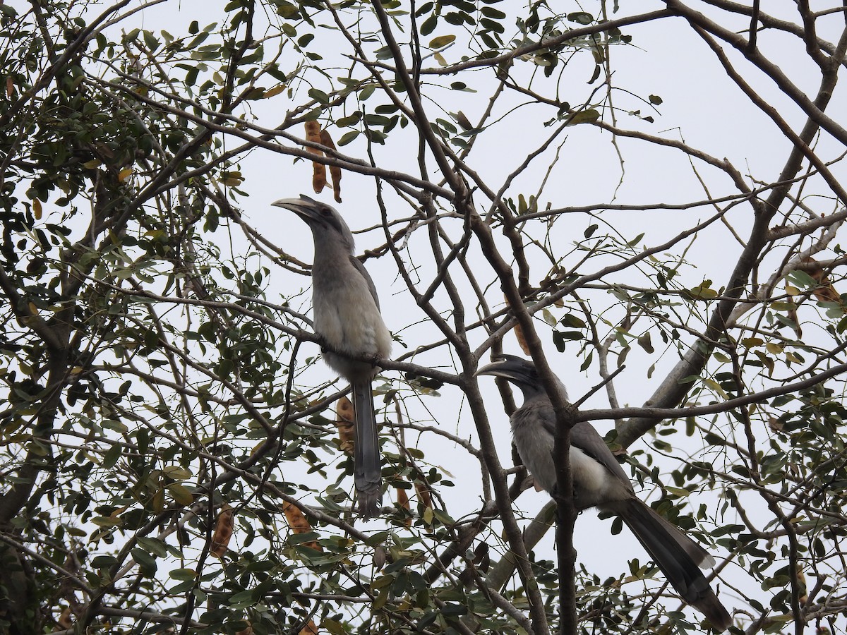 Indian Gray Hornbill - ML404962121