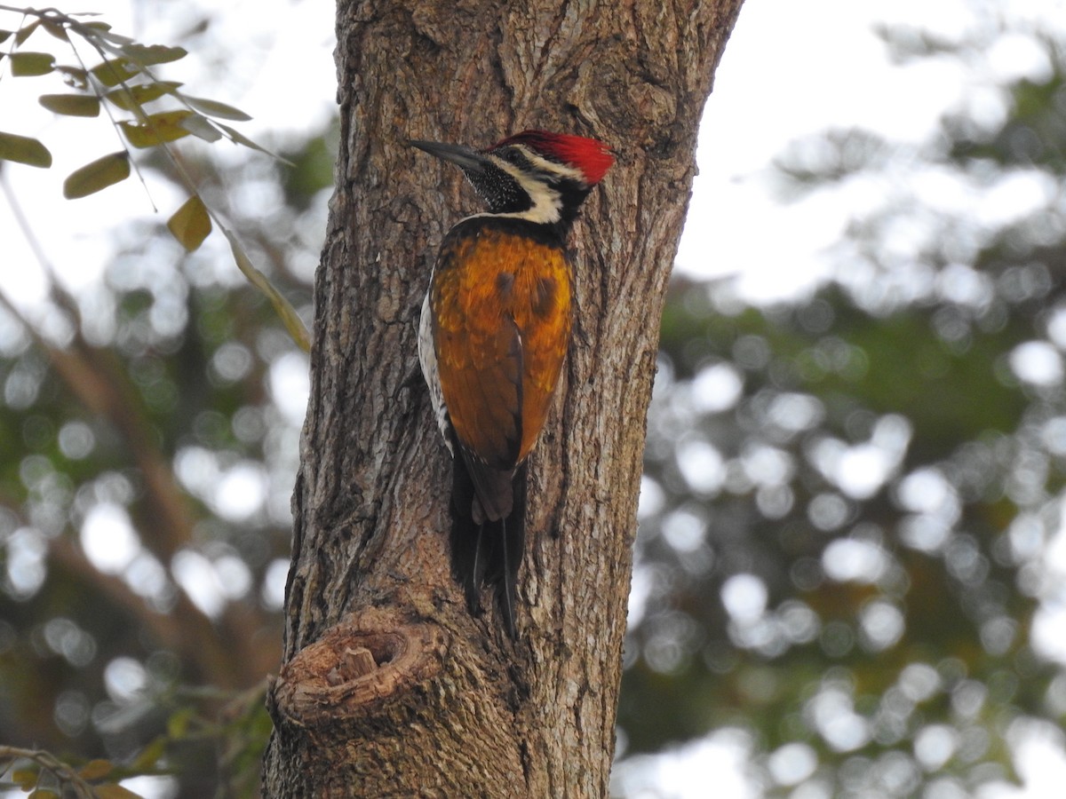 Black-rumped Flameback - ML404962131