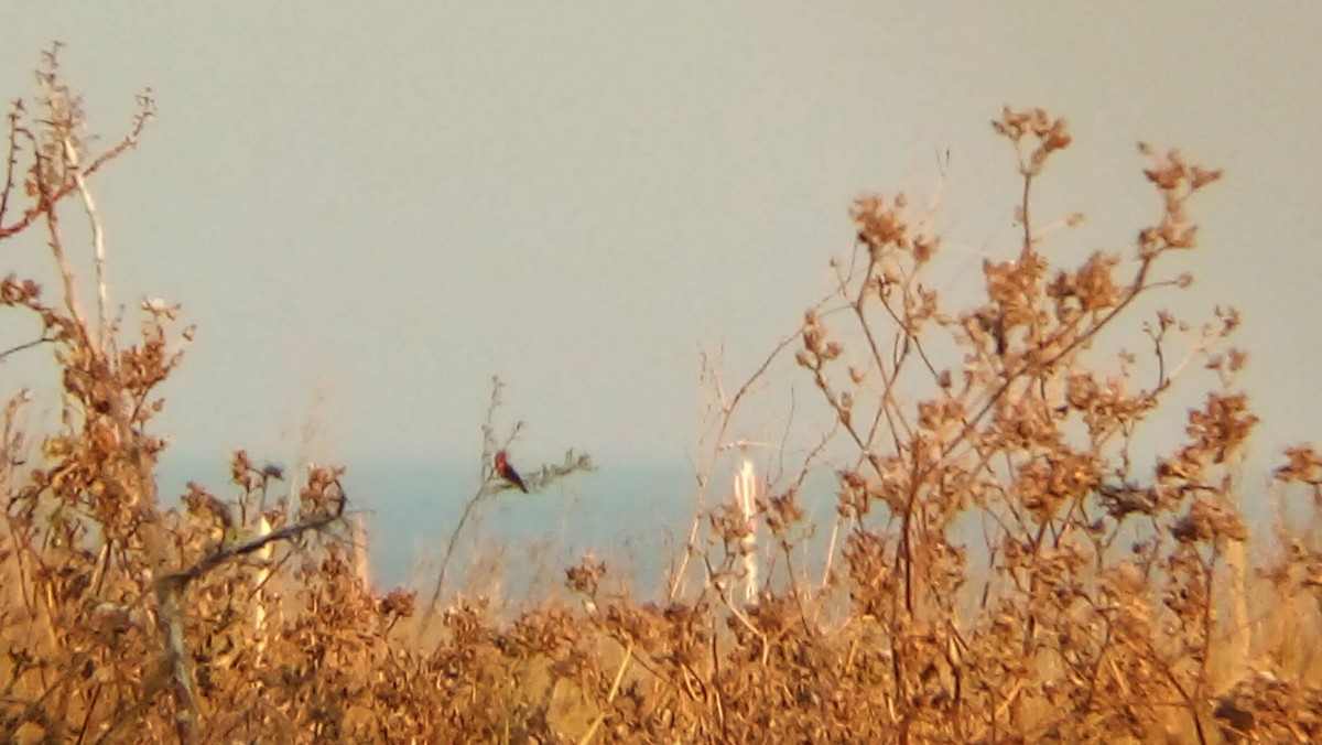 White-browed Meadowlark - ML404963161