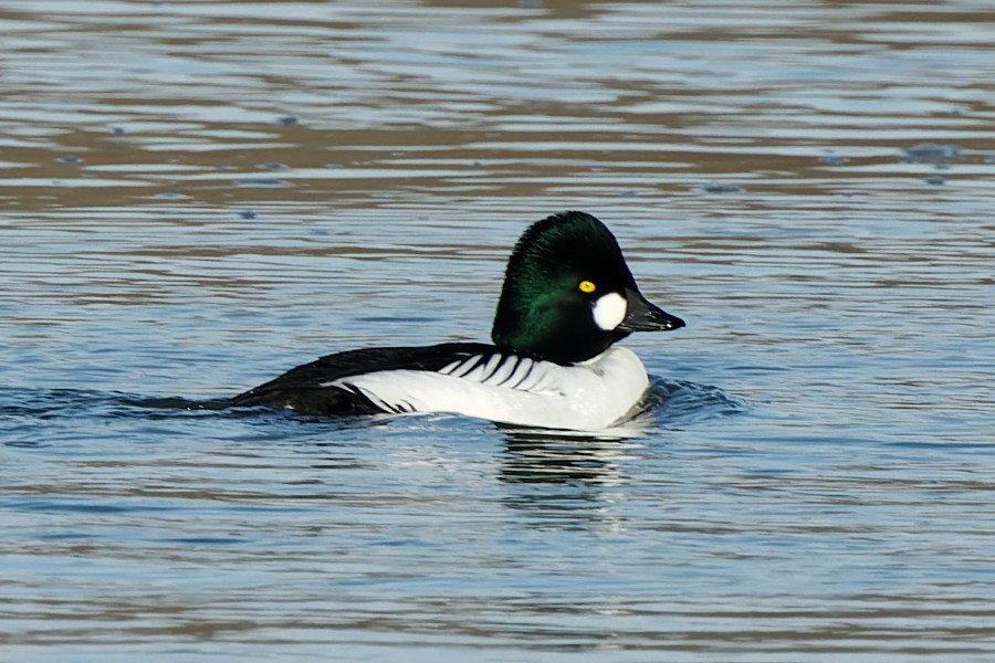 Common Goldeneye - ML404964221