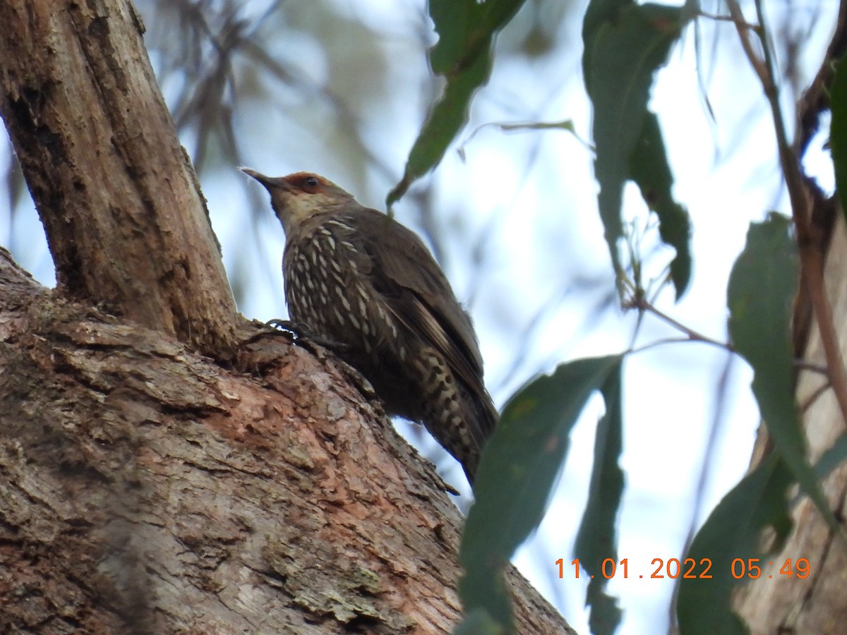 Red-browed Treecreeper - ML404964361