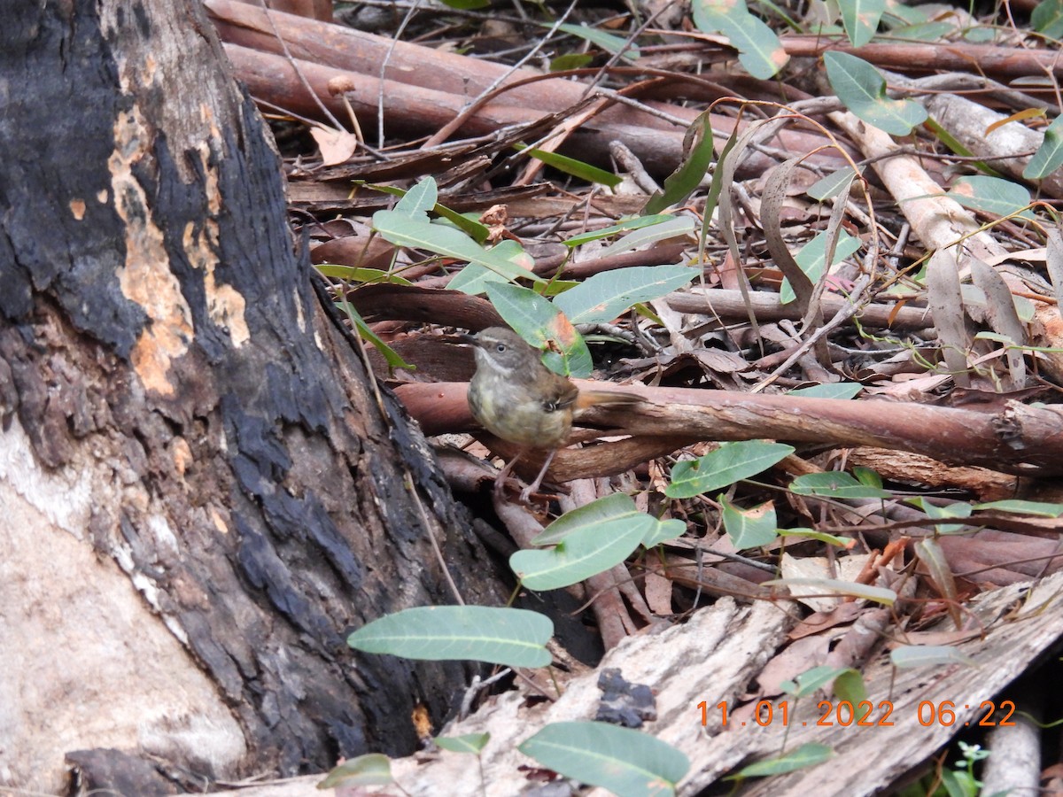 White-browed Scrubwren (White-browed) - ML404964381