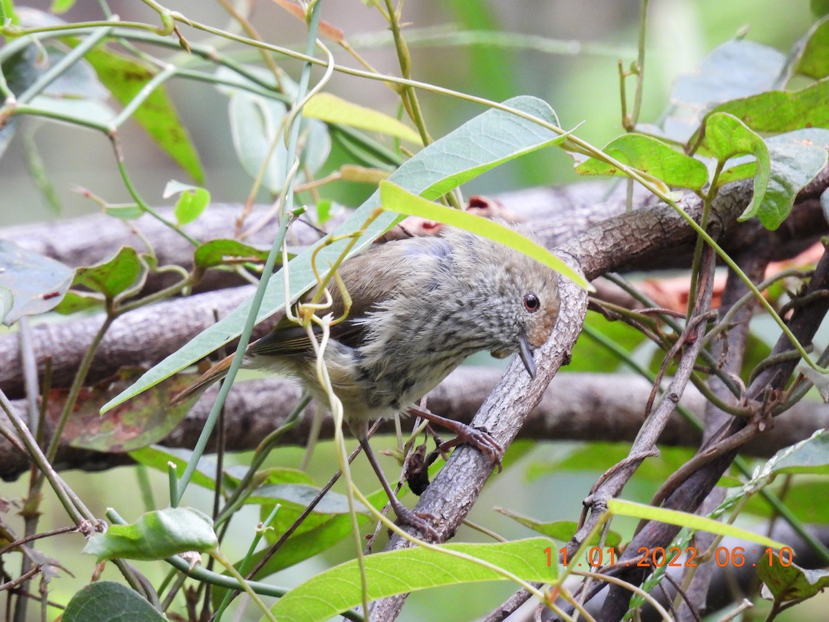 Brown Thornbill - ML404964401