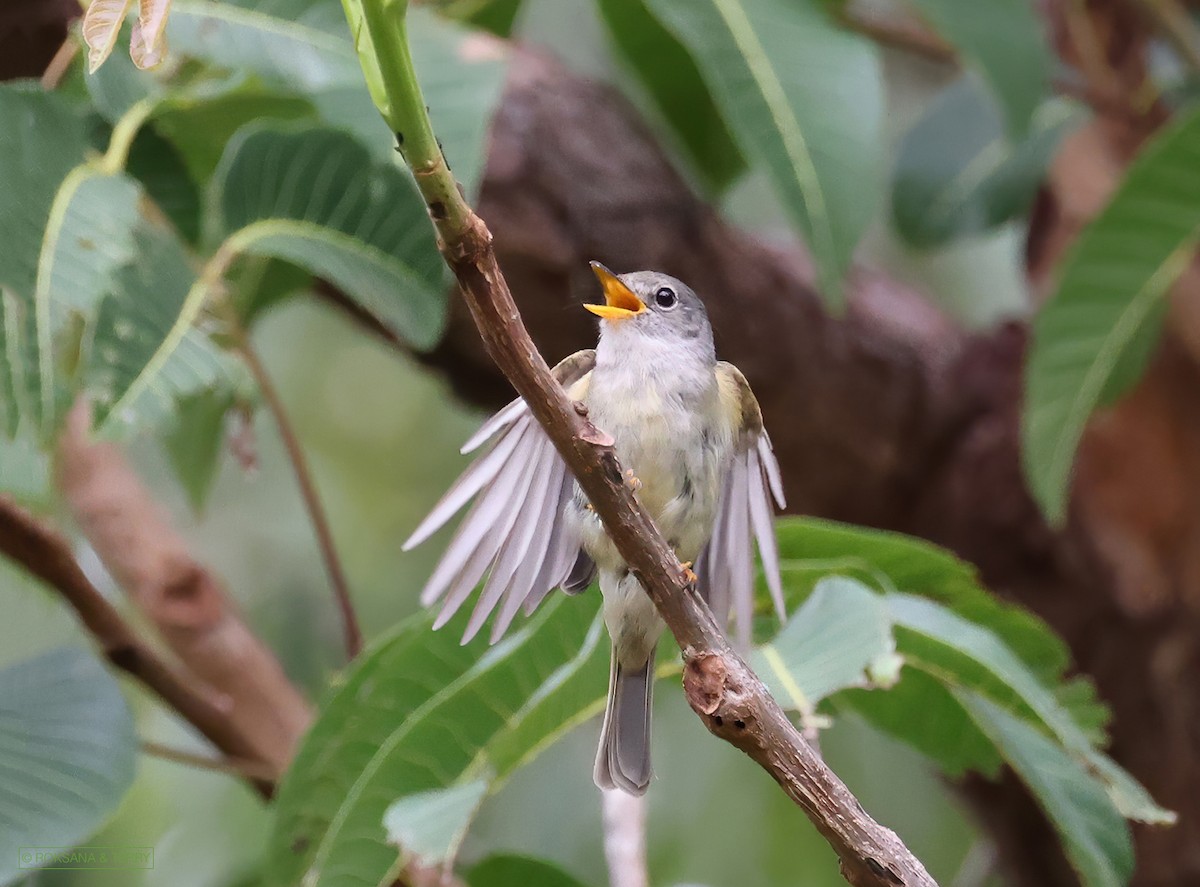 Yellow-legged Flyrobin - Roksana and Terry