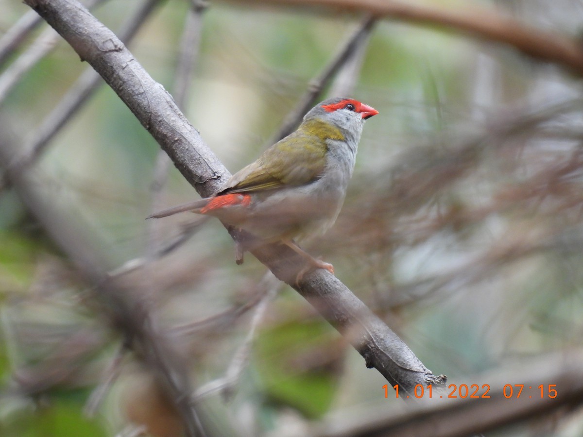 Red-browed Firetail - ML404964421