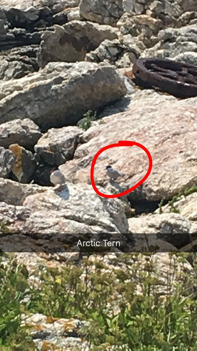 Arctic Tern - ML404966461