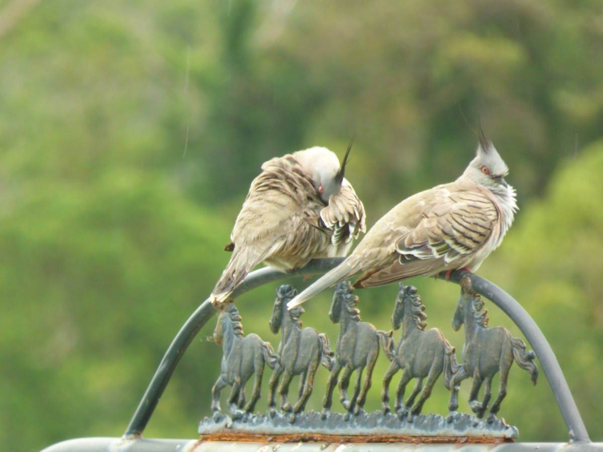 Crested Pigeon - ML404967371