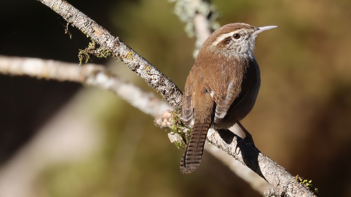 Bewick's Wren - ML404970251