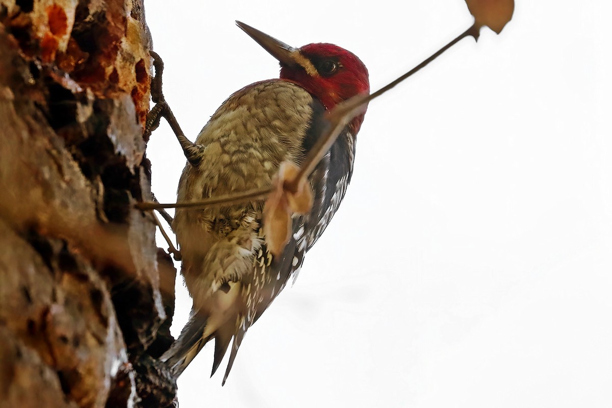 Red-breasted Sapsucker - ML404970291