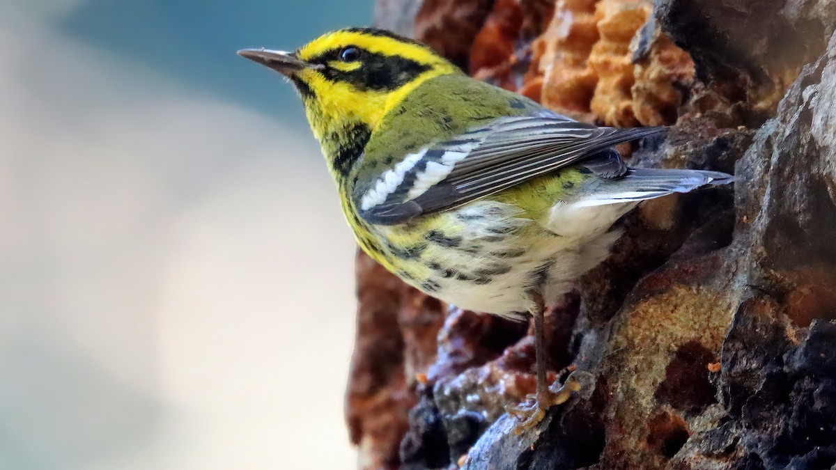 Townsend's Warbler - ML404970371