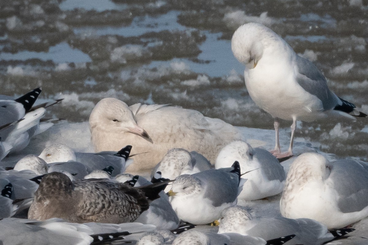 Glaucous Gull - ML404970471