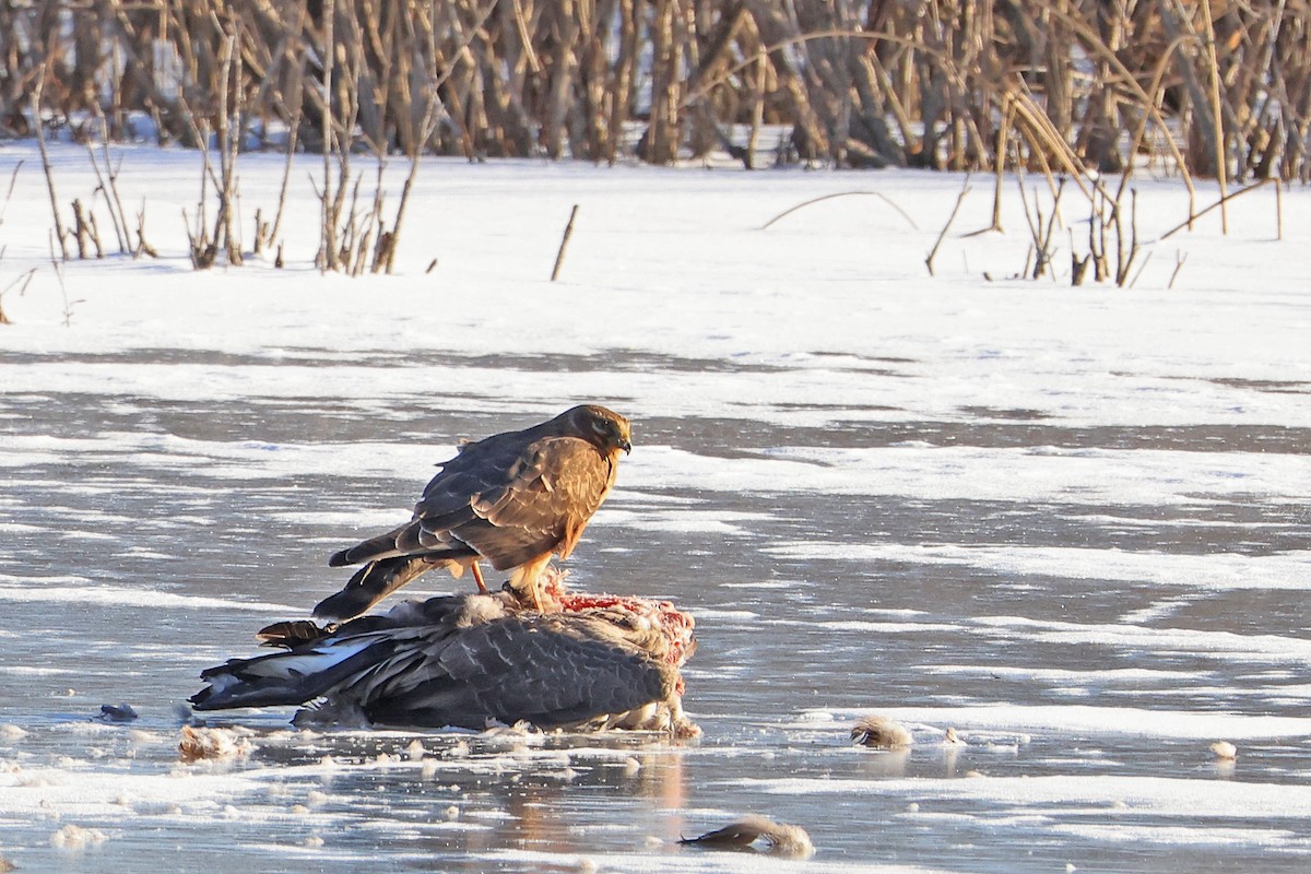 Northern Harrier - ML404971121