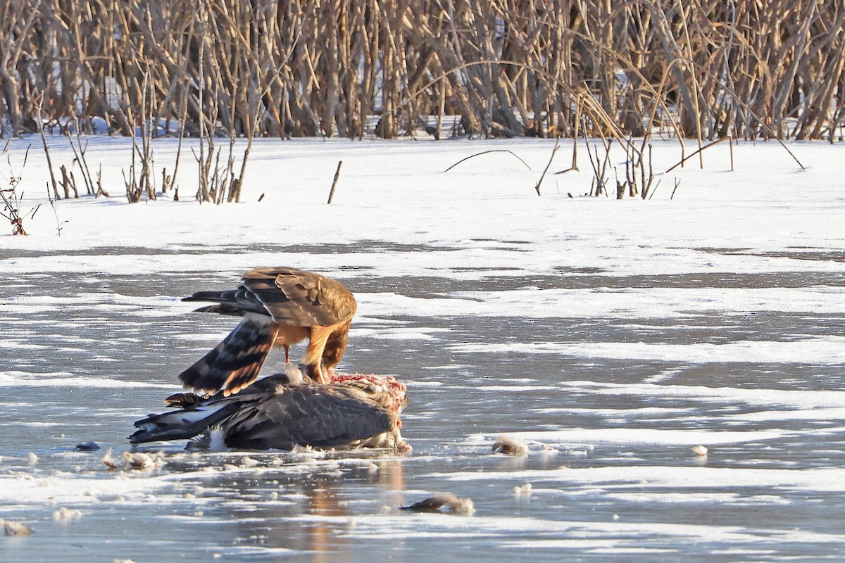 Northern Harrier - ML404971161