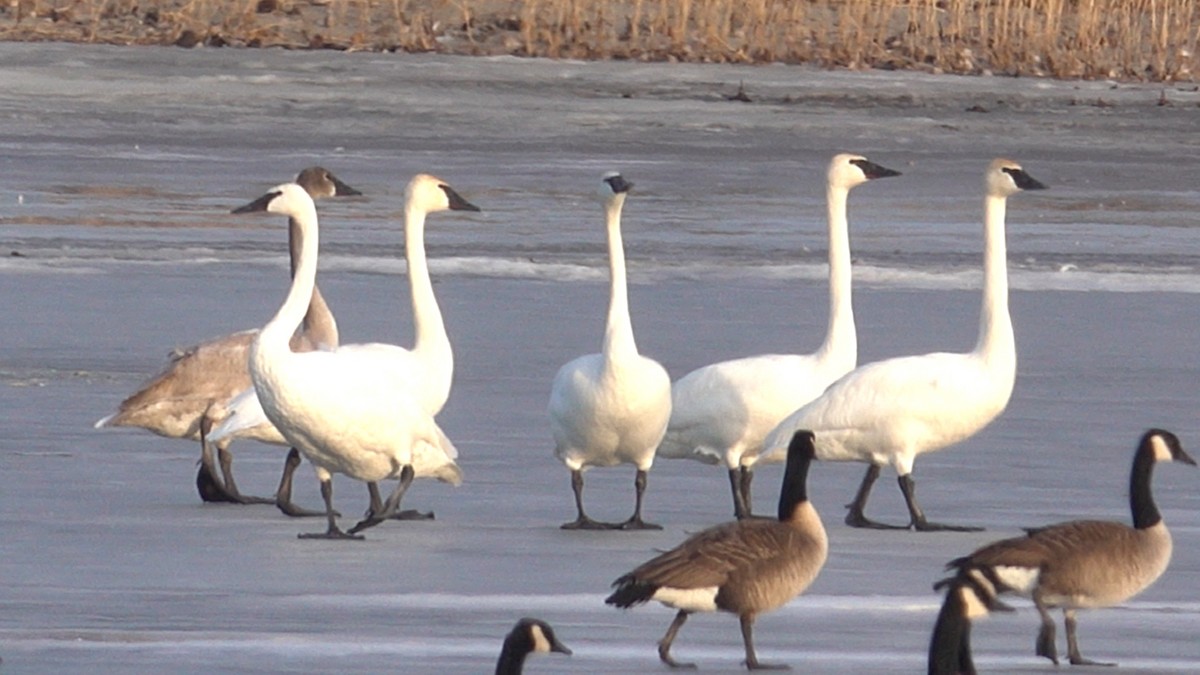 Trumpeter Swan - ML404972371