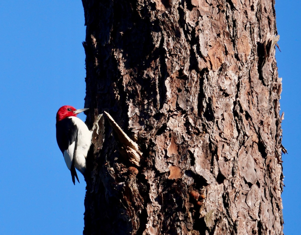 Red-headed Woodpecker - ML404972461