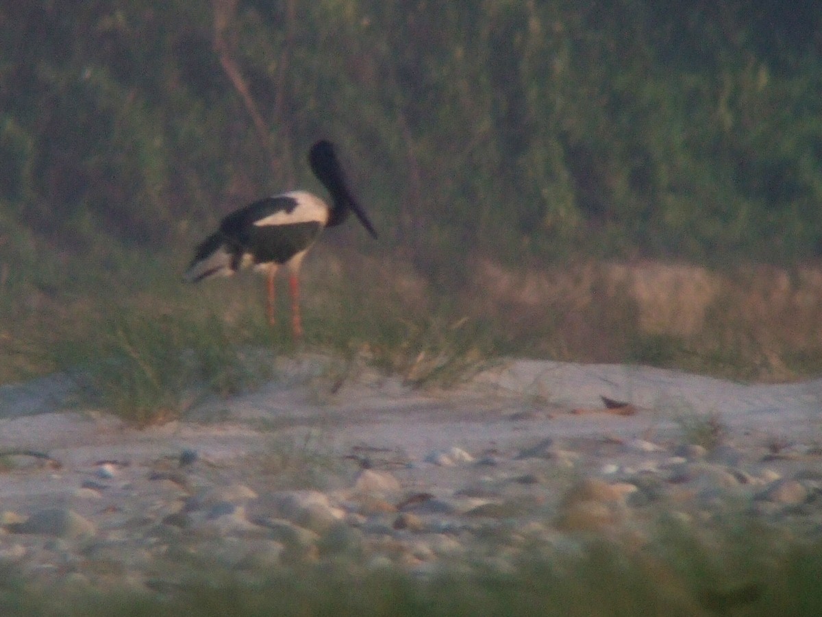 svarthalsstork - ML404972921