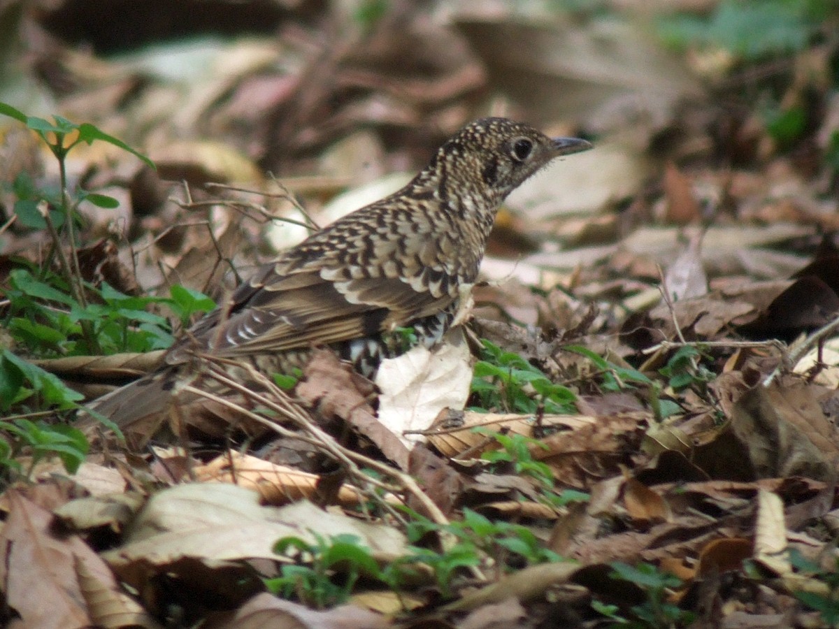Scaly Thrush (Scaly) - ML404973381