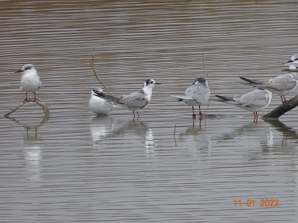 White-winged Tern - ML404973541