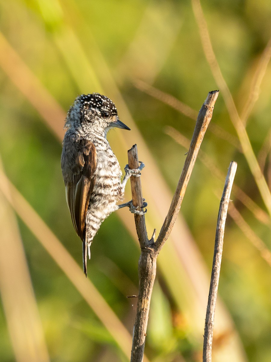 White-barred Piculet - ML404973571