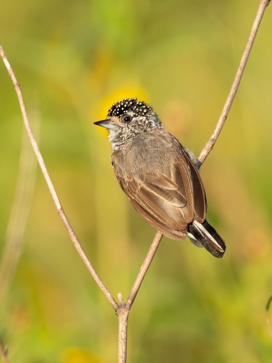 White-barred Piculet - ML404973591