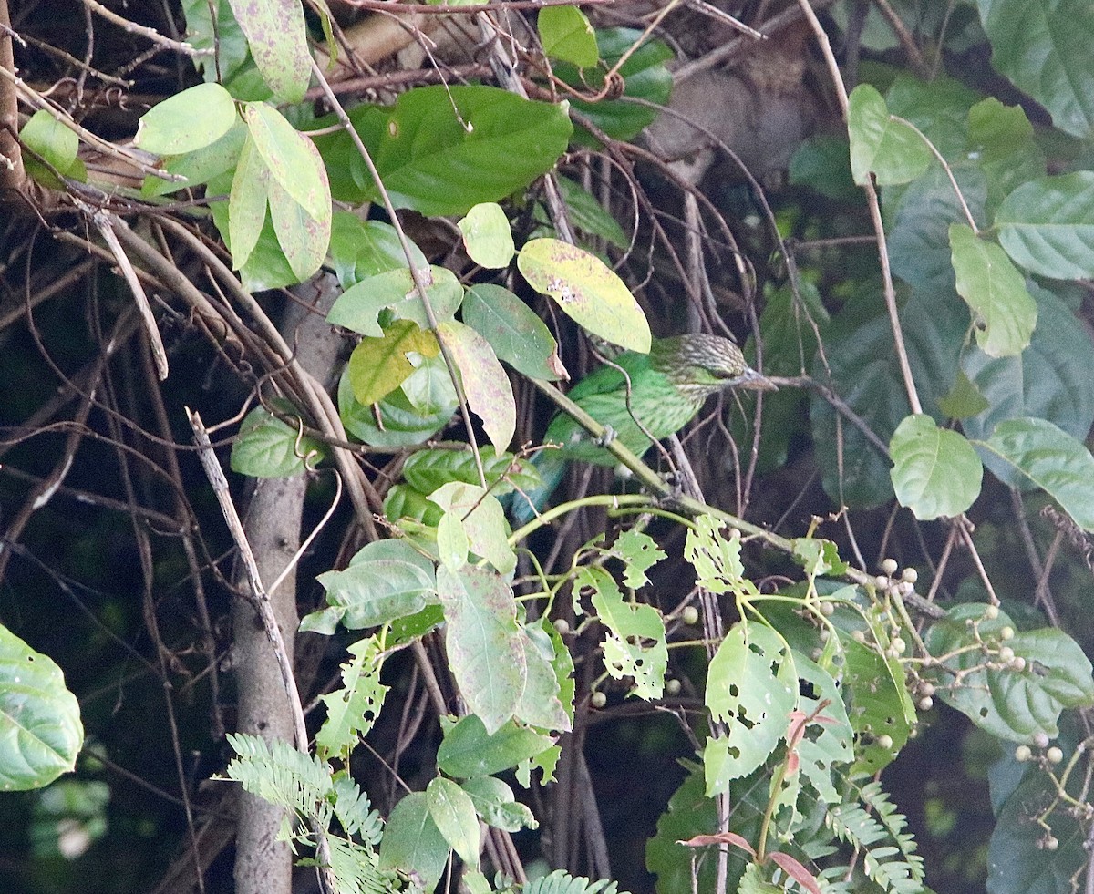 Green-eared Barbet - Brennen Beyer