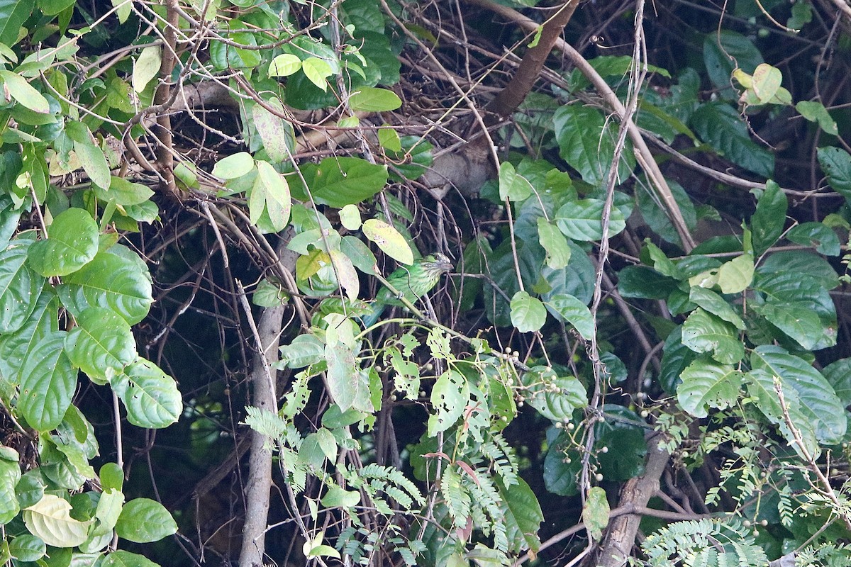 Green-eared Barbet - ML404973861