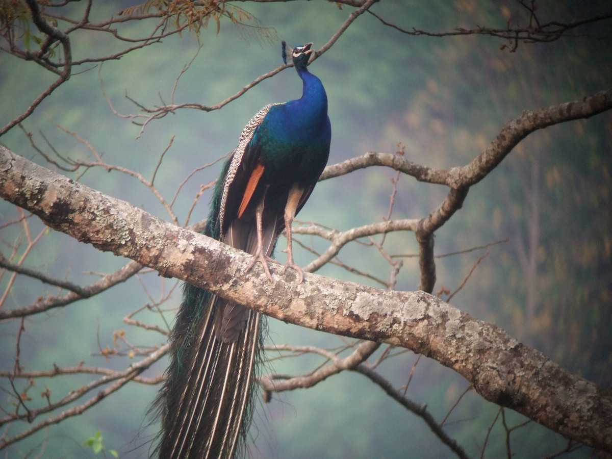 Pfau - ML404974131