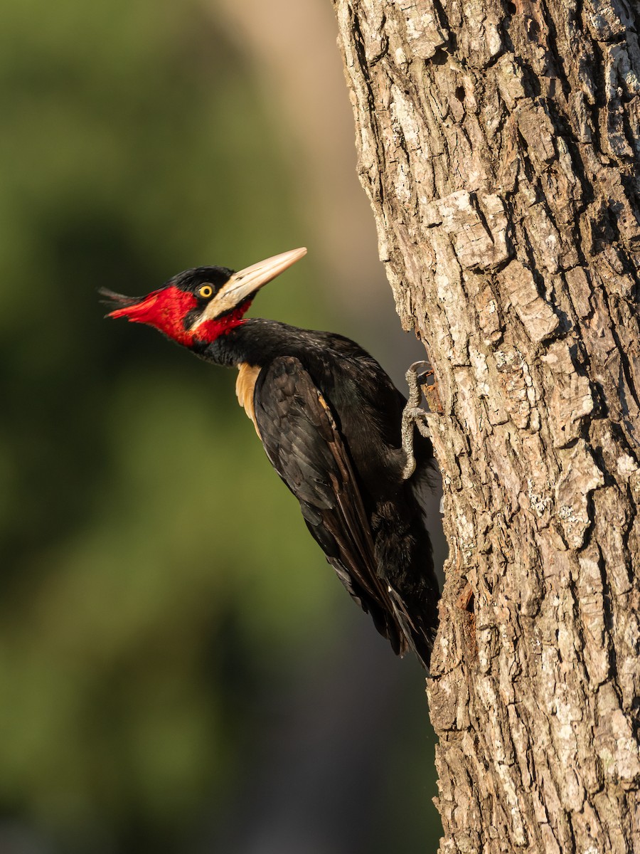 Cream-backed Woodpecker - ML404974551