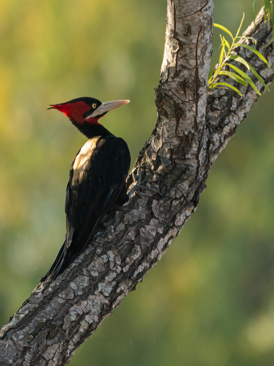 Cream-backed Woodpecker - ML404974561