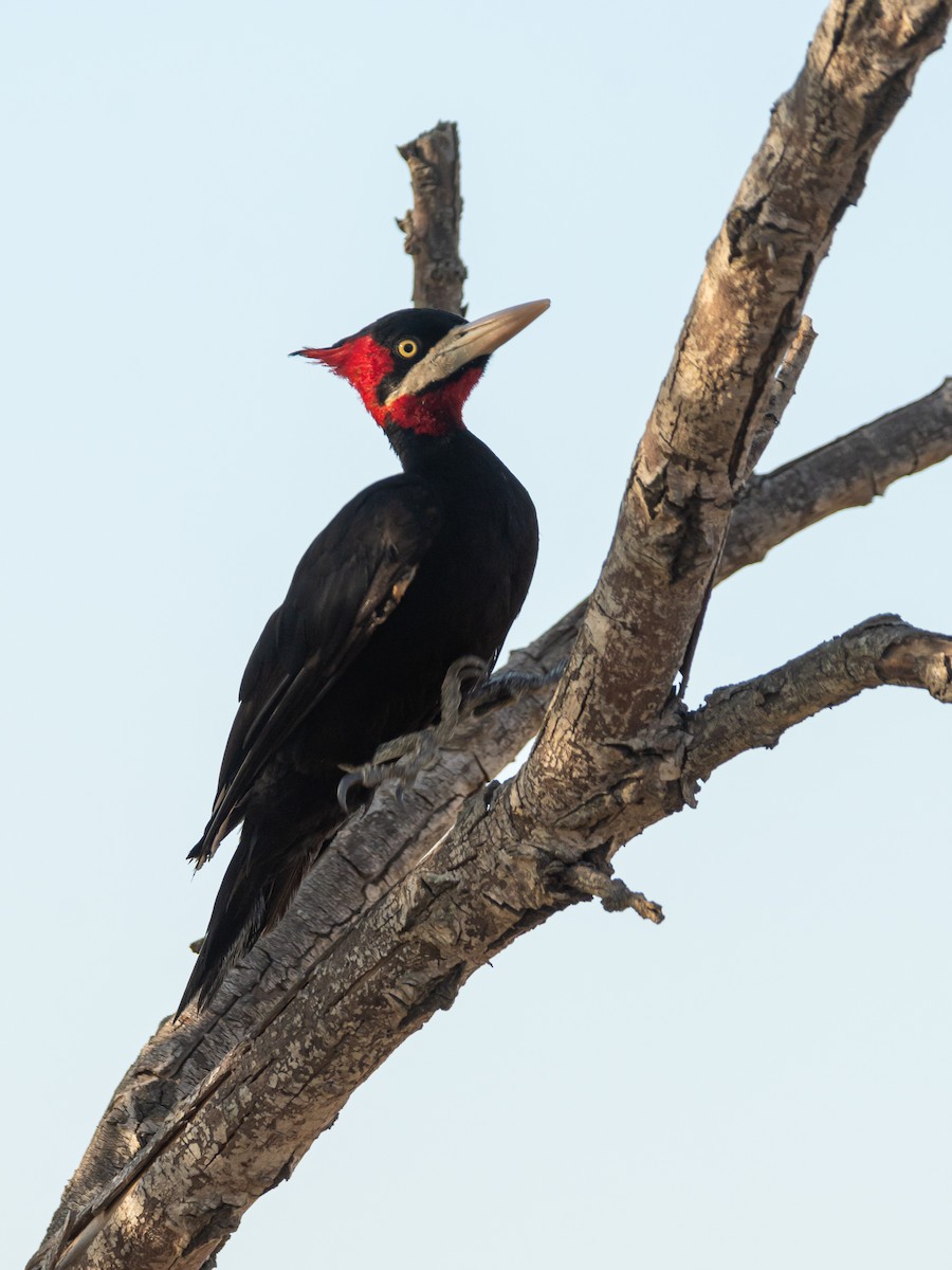 Cream-backed Woodpecker - Carlos Rossello