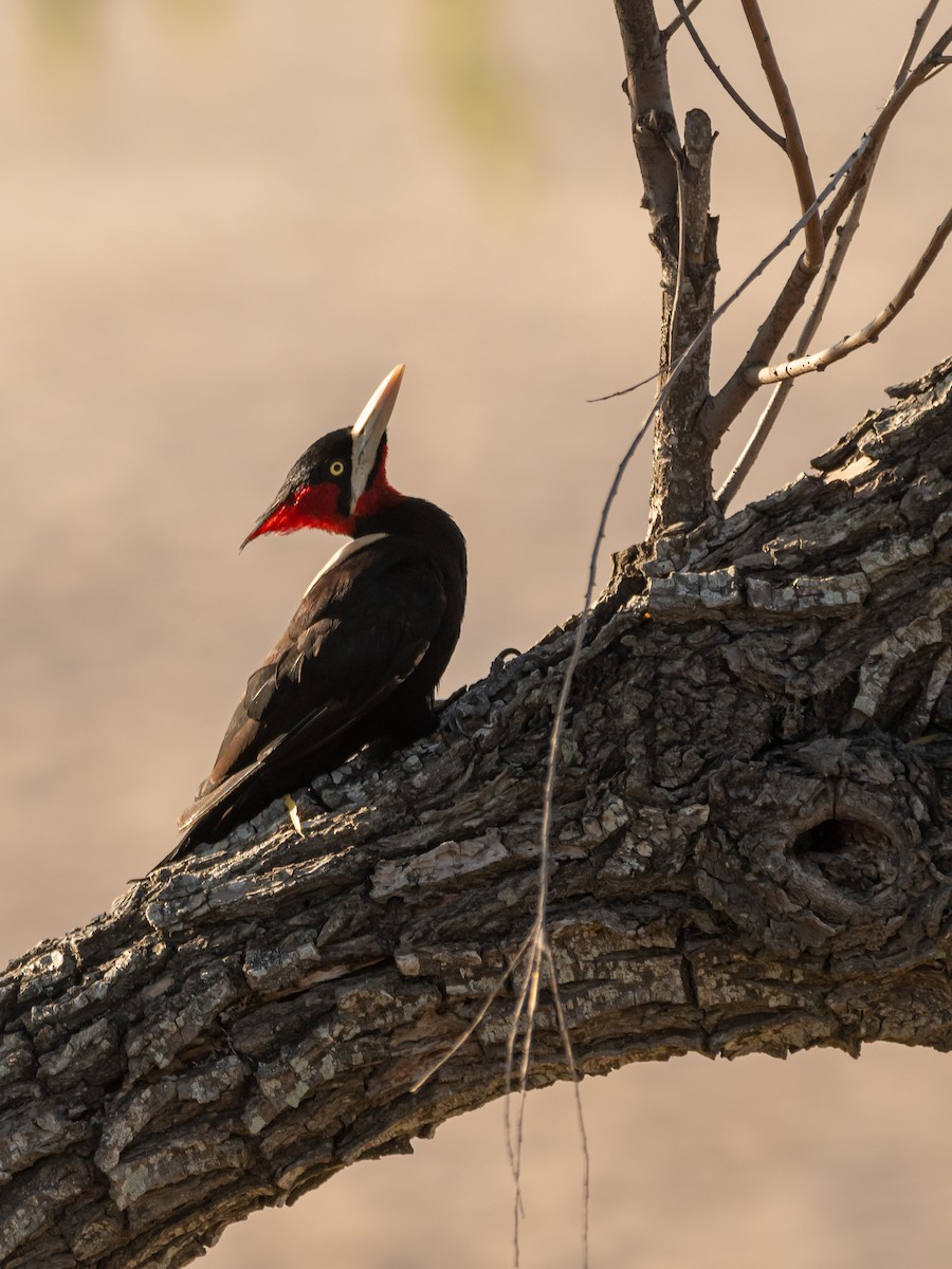 Cream-backed Woodpecker - ML404974581