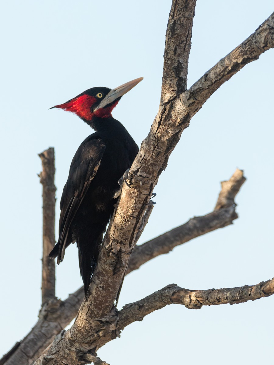 Cream-backed Woodpecker - Carlos Rossello