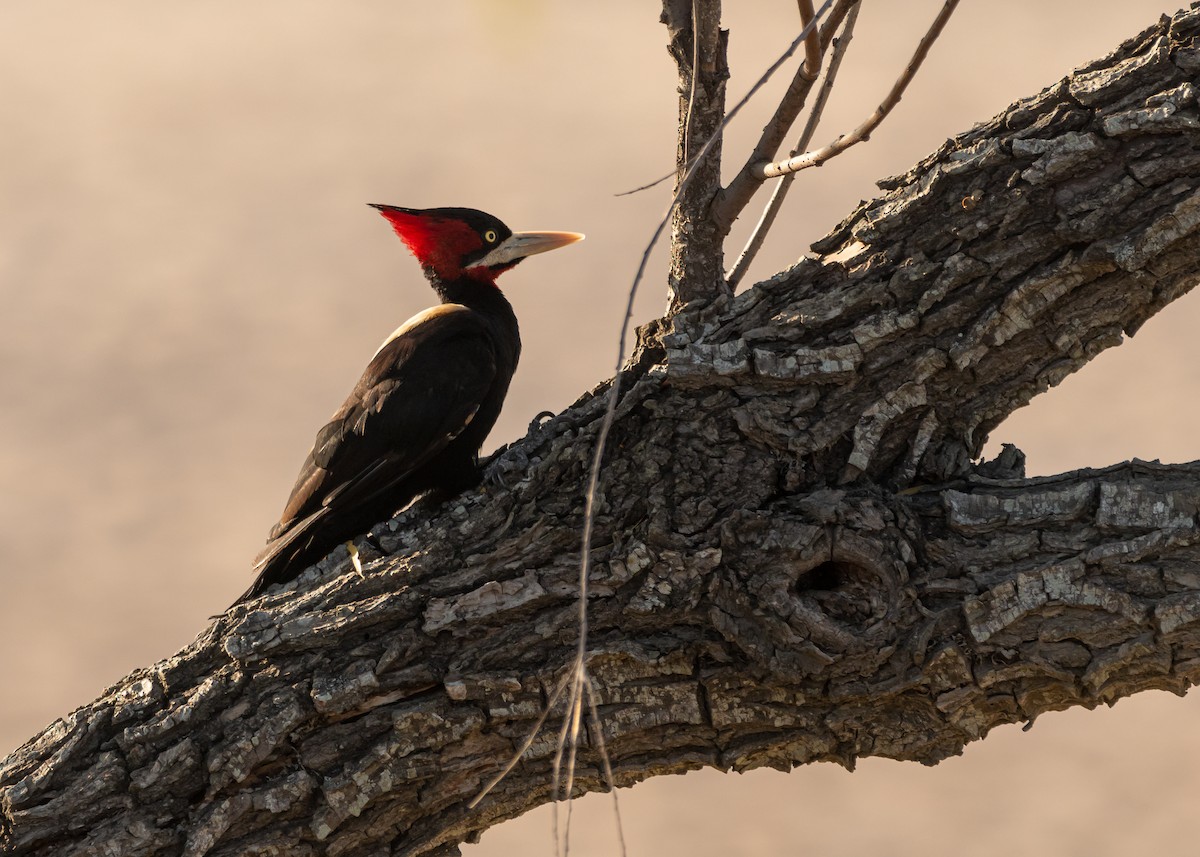 Cream-backed Woodpecker - Carlos Rossello