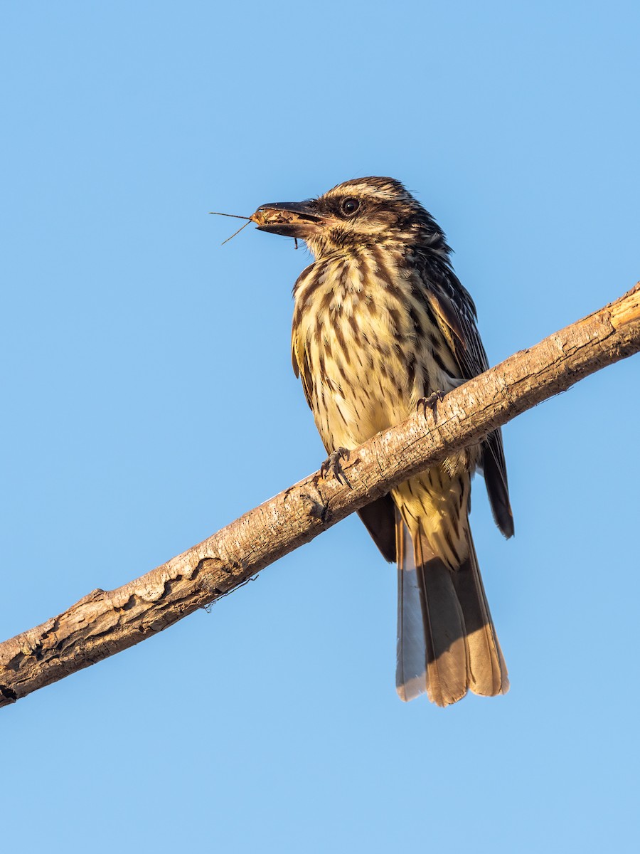 Streaked Flycatcher - ML404975141